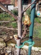 2020_bourgeons_poirier.jpg