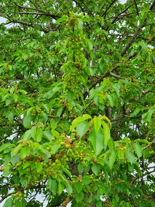 2020_cerisier_fruits1.jpg