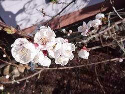 2020_fleurs_abricotier.jpg