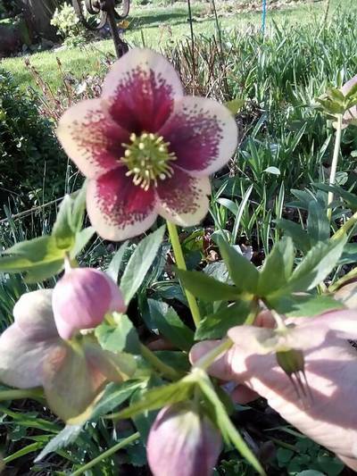 2020_hellebore1.jpg