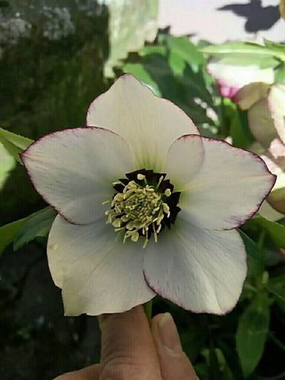 2020_hellebore2.jpg