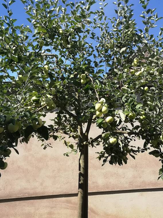 APFEL0720.jpg
