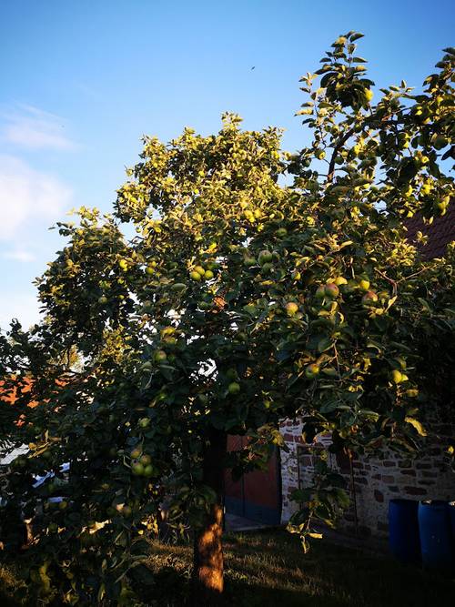 POMMIER0720.jpg