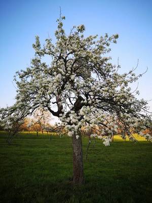 poirierenfleurs.jpg