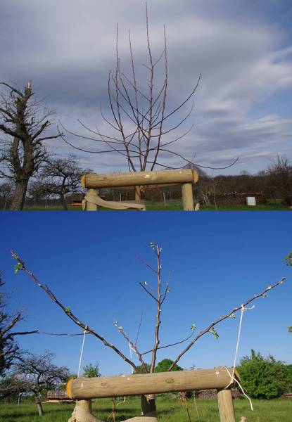 formation_pommier_querina.jpg