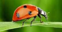 coccinelle.JPG