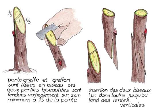 greffe-anglaise02.jpg
