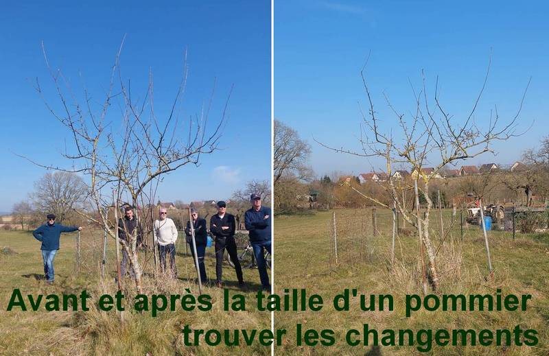 taille_pommier.jpg