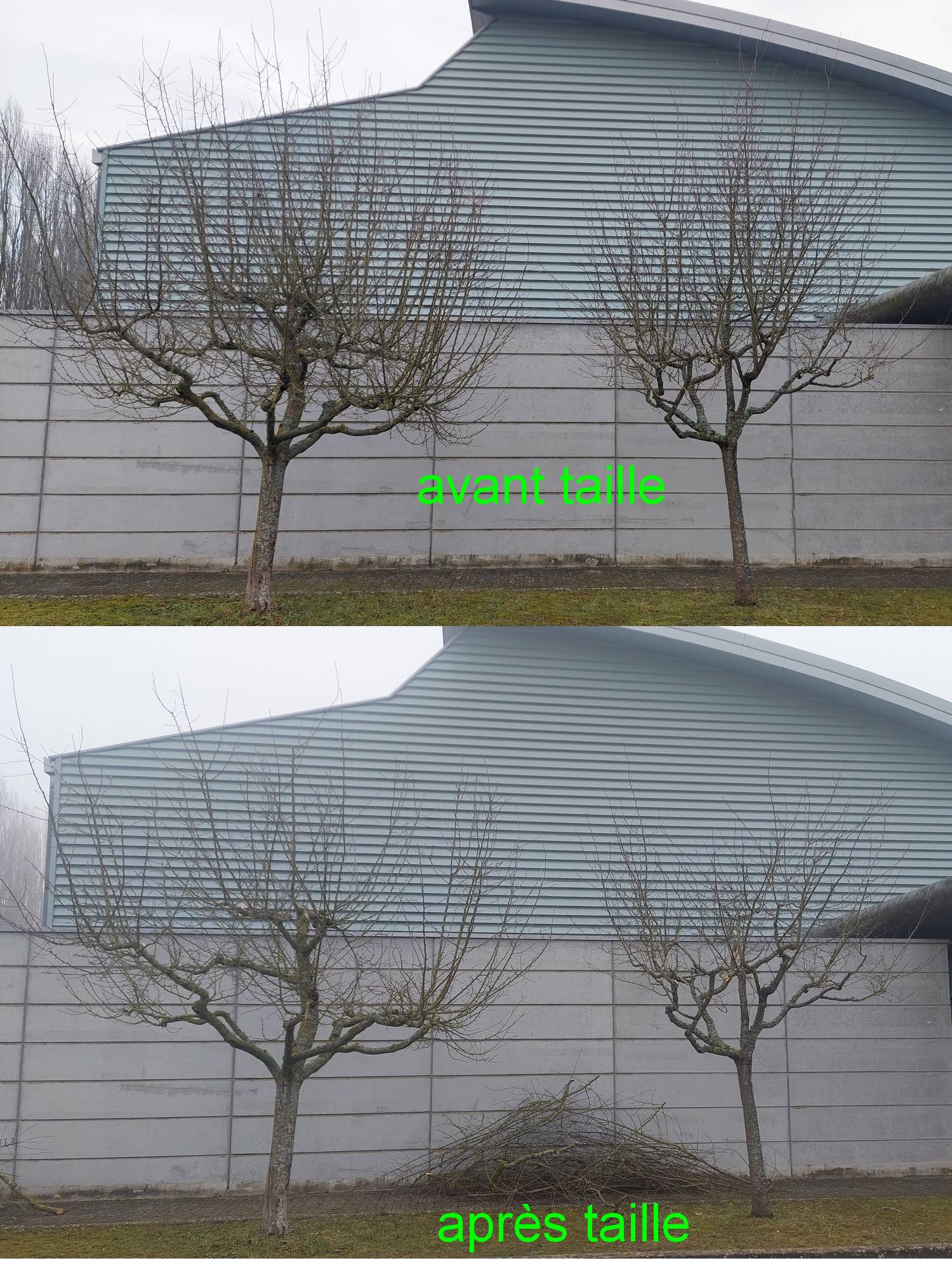 avant_apres_taille_neuwiller.jpg