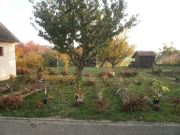 2015__Commande_arbres_1.JPG