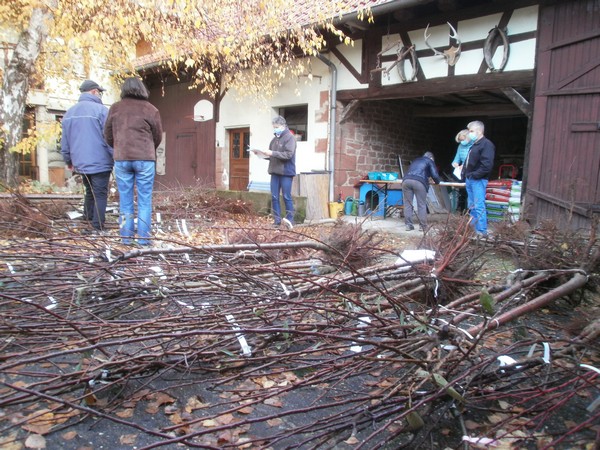 2020_Distribution_de_commande_darbres__3.JPG