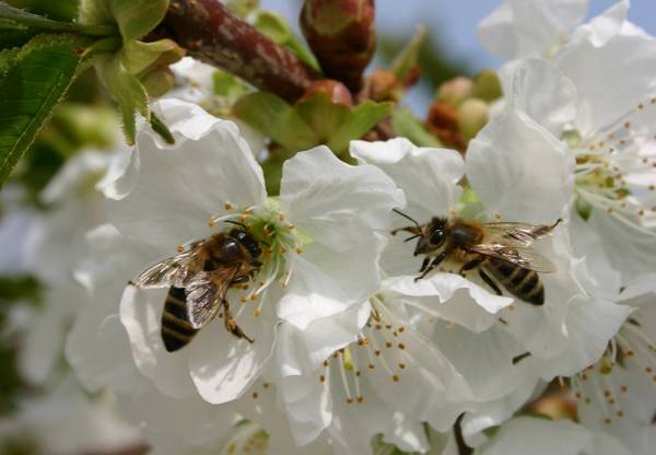 fleur_abeille.jpg