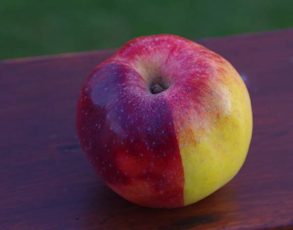 pomme_rambour_couleur.jpg
