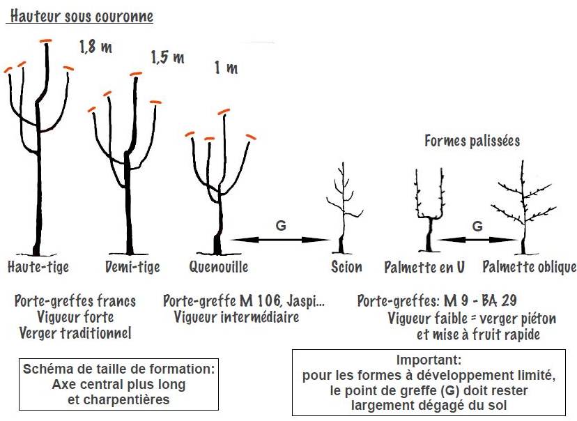formes_fruitieres.JPG