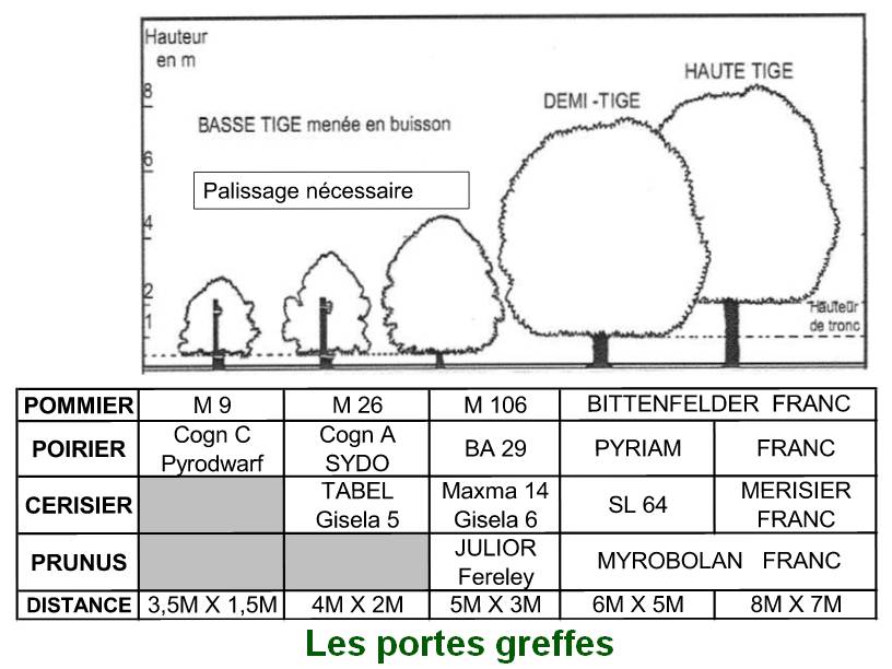 taille_porte_greffe.jpg