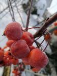 hiver 2021